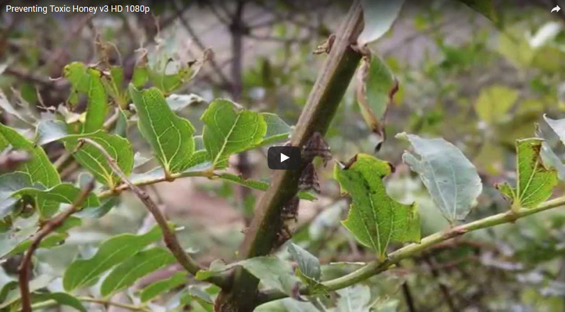 Beautiful view of Honey Toxicity In Rabbits